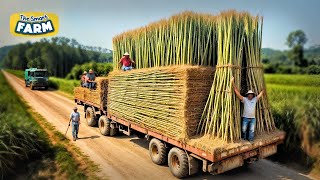 How Bamboo Products Are Made: From Planting Bamboo to Toothbrush Factory