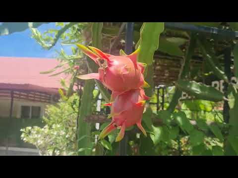 Growing dragon fruit
