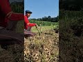 Farmers harvest super satisfying peanuts -Agriculture farming #shorts