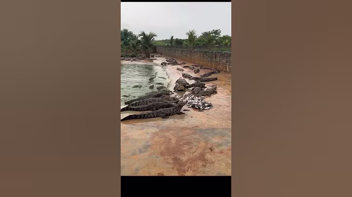 Working every day ! You need this job , Feeding to crocodile at farm #crocodile #short EP19
