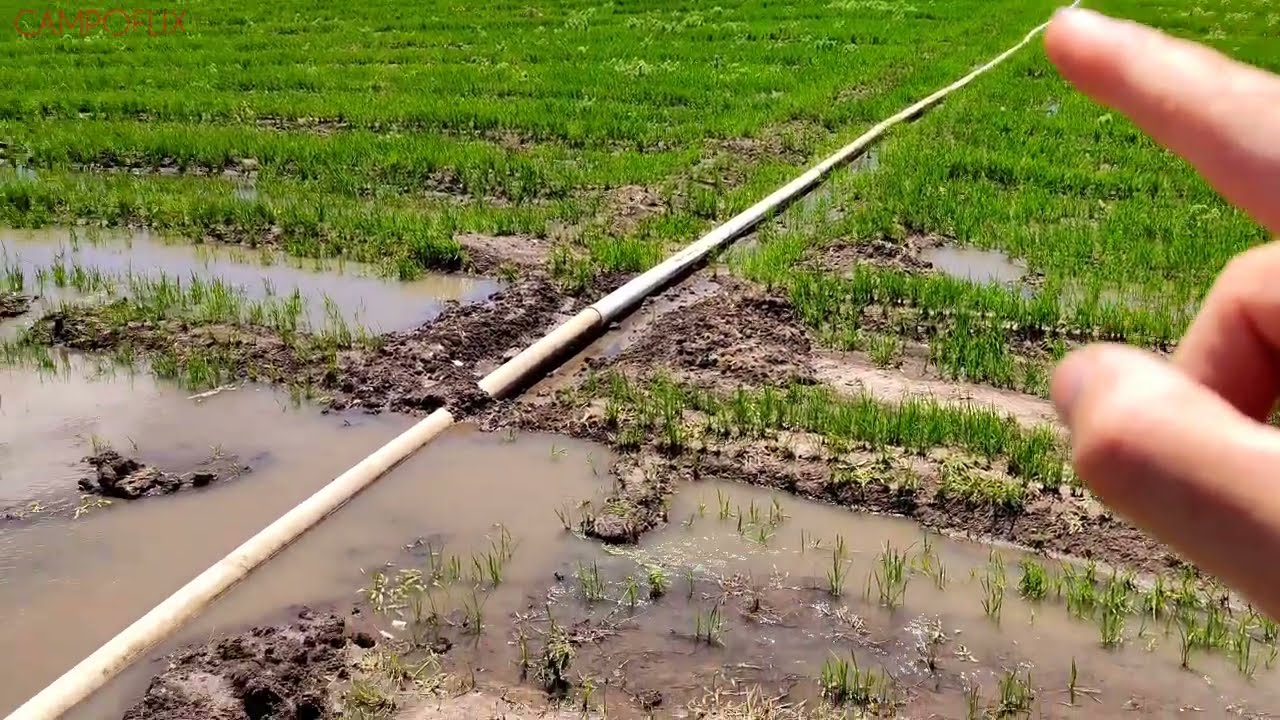 MOSTRANDO COMO É A AGUAÇÃO DA LAVOURA DE ARROZ farm 25