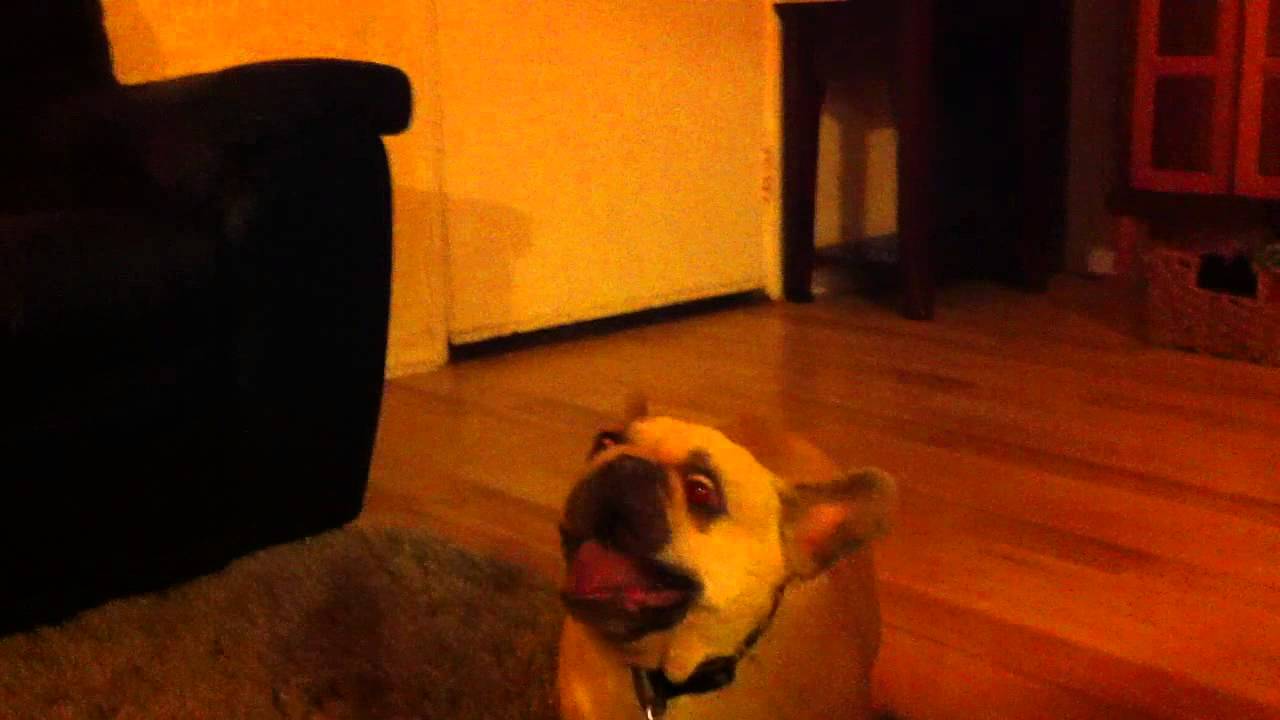 French Bulldog "yodel" or "death wail" YouTube