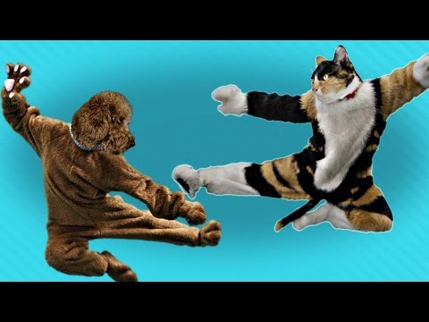 Cat Dog Kung Fu