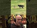 Joe Rogan SHOCKED By Wolf at Dog Park 🐺
