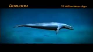 OceanPortal Evolution of Whales