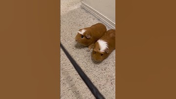 Using guinea pigs instead of my shoes! #pets #memes #funny #dog #cat #shorts