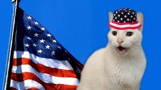 United States of America&#39;s National Anthem by Cats