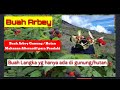 Buah Arbei Hutan dan Gunung yang bermanfaat bagi kesehatan