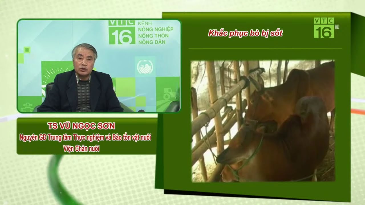 Khắc phục dê nái ăn ít  | Hỏi đáp trong ngày 05/01/2021 | VTC16