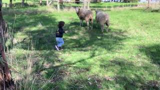 Boy walks up to sheep and get headbutt then turns around and is charged at then knocks him down