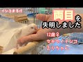 えりちゃん左目も失明しました/失明した後の生活の様子