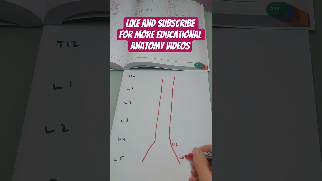 Dr Fox Quick draw anatomy: The abdominal aorta 