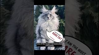 Cats Family  Part 1 #cats #cutecats #viral #youtubeshort