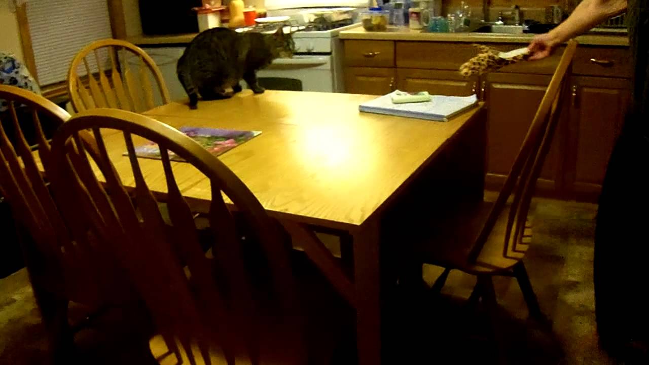 My cats are afraid of slippers!! YouTube