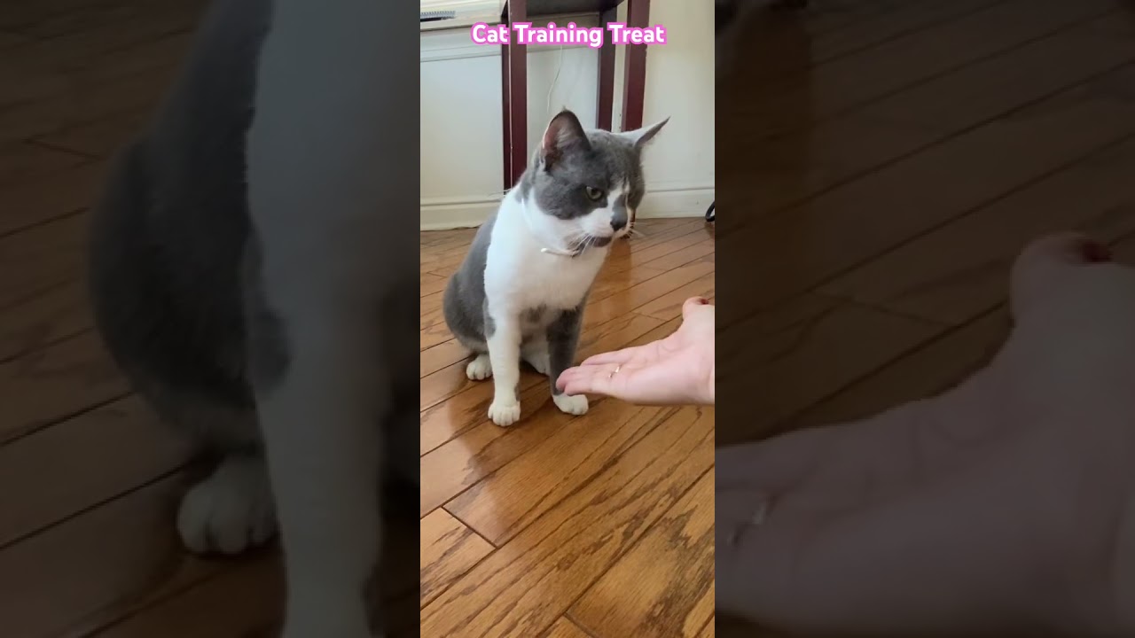 Cat 🐱 🐈 Training for Treat 