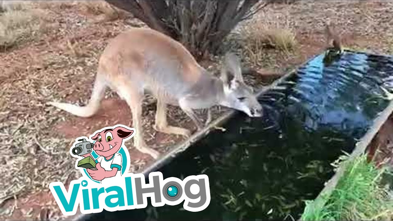 Thirsty Kangaroo Drinks a Lot of Water || ViralHog - YouTube