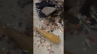 Asian Restaurant in Racine Wisconsin 🐨🐼🇺🇸Mark Marek Chmielewski