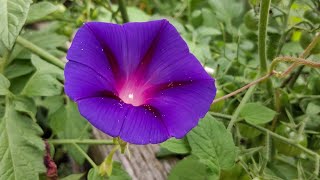 The Astrology of August 2, 2026: First Harvest...