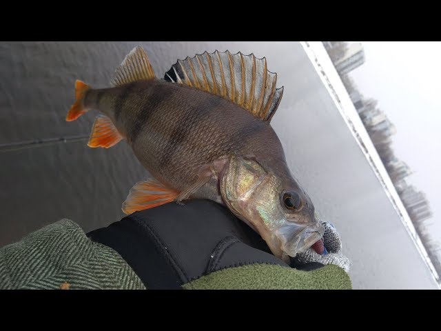 Первая рыбалка по зимнему уровню на Мск-реке в этом сезоне.