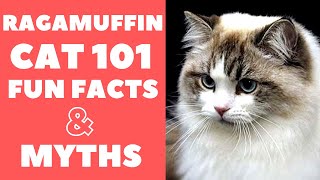 Ragamuffin Cats 101 : Fun Facts & Myths