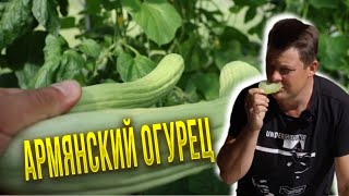 Армянский огурец - честный замер (зачеркнуто) обзор и дегустация!