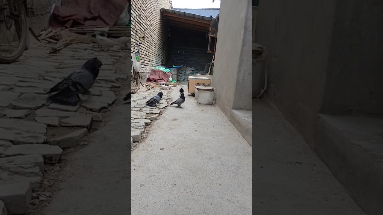 Сизий нар сотувда каттик учиб уйнейди +7_995_899_2945