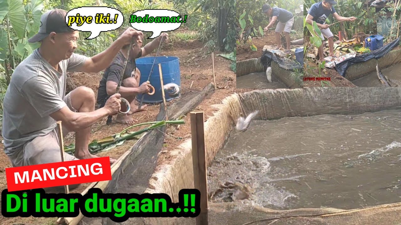 INI SI KOLAM KECIL ISINYA KETERLALUAN..!! MANCING BORONGAN LELE