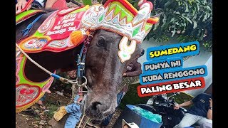 Kuda Paling Besar Dan Termahal Reva Oday Group Sumedang