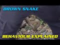 Eastern brown snake behaviour explained
