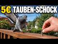Warum schlaue Hausbesitzer keine Taubenabwehr im Baumarkt kaufen?