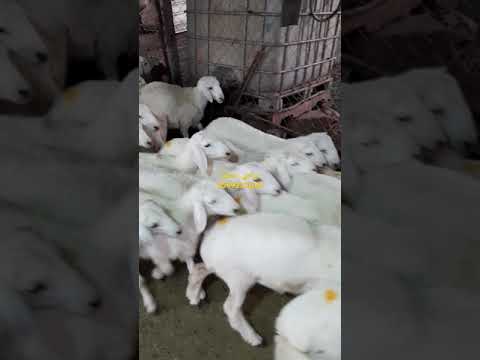 حريات الطائف حجم وسط