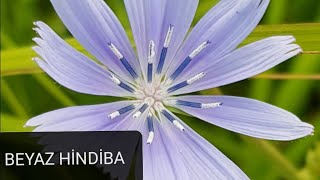 Beyaz Hindiba, Mavi Hindiba, Belçika Hindibası, Yabani Hindiba, Cichorium Intybus.