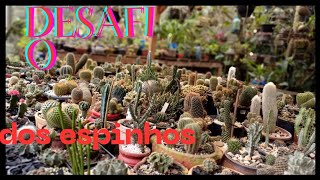 : Como 'e o meus cactos com espinho em forma de anzol