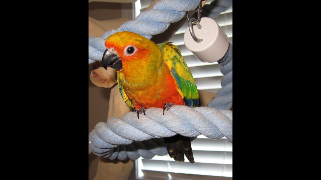 Baby Parrots learning to fly