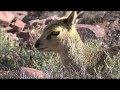 SOUTH AFRICA Karoo national park (hd-video)