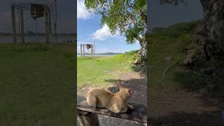 Beautiful &amp; Wild🫪⛳️🏕️ #trending #travel #song #nature #viral #tree #shorts #sky #catvideos #trend