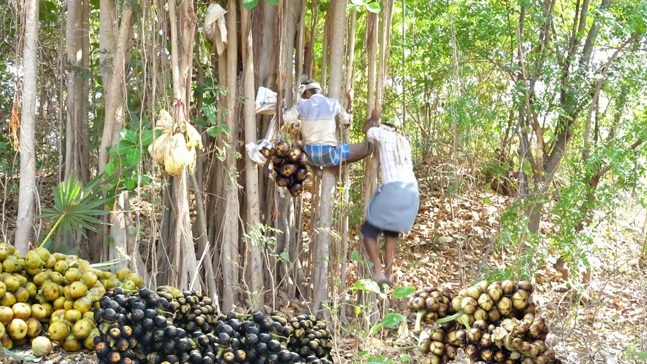 primitive technology=Tender Palm Cutting and Eating / 2 Village man $ hunters god entertainment s