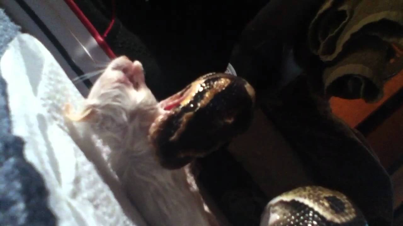 Ball Python ( Titan) eating 2 mice - YouTube