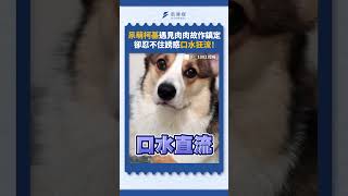 呆萌柯基遇見肉肉故作鎮定 卻忍不住誘惑口水狂流！