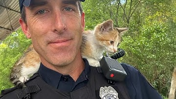 When the Cat Distribution System Officially Chooses You 😻 Cute Cat and Human Moments