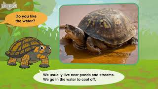 L2 020 Meet the Animals 20  Eastern Box Turtle