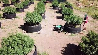 Ganja Farmer