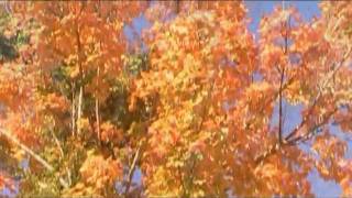 Fall Leaves 2009 music.mpg