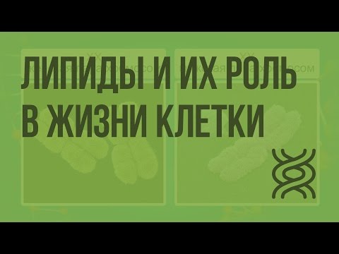 Липиды и их роль в жизнедеятельности клетки. Видеоурок по биологии 10 класс