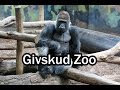 Givskud Zoo: Gorillas, Löwen und Nashörnern ganz nah