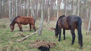 Stado pierwszy raz na górce tego roku