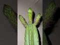 Fjenzb buiimm amxnbloomuos #cactusjeff
