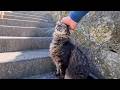 島内を散歩中に出会った階段にいた猫ちゃん、撫でると喜んで甘えてきた