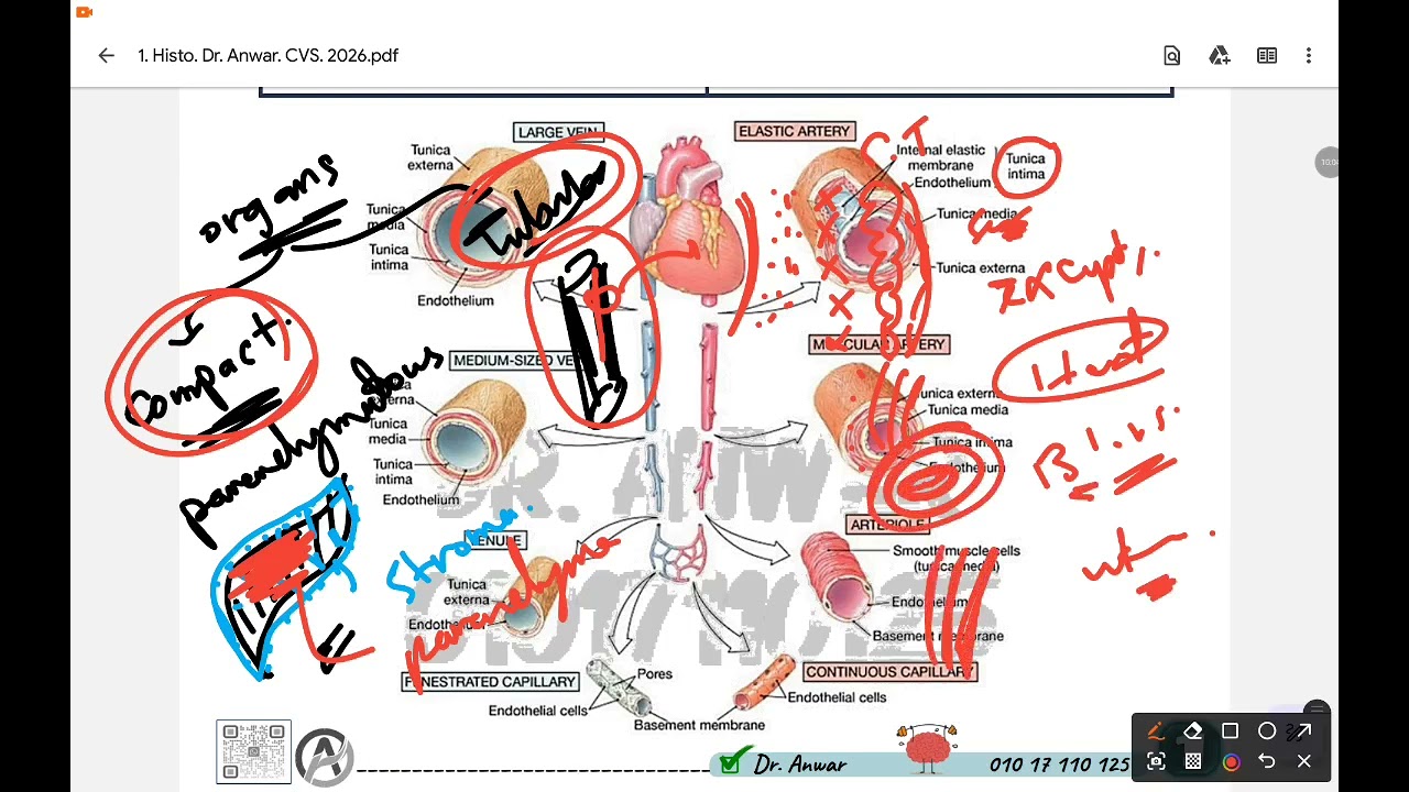 هستولوجي - الجهاز القلبي الوعائي - Histology CVS - Dr. Anwar 