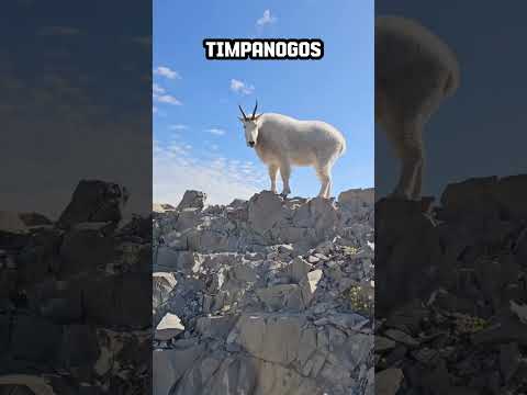 C贸mo ganar el triple gracias a la manzana 馃崕 - Maquinitas Tragamonedas 馃幇